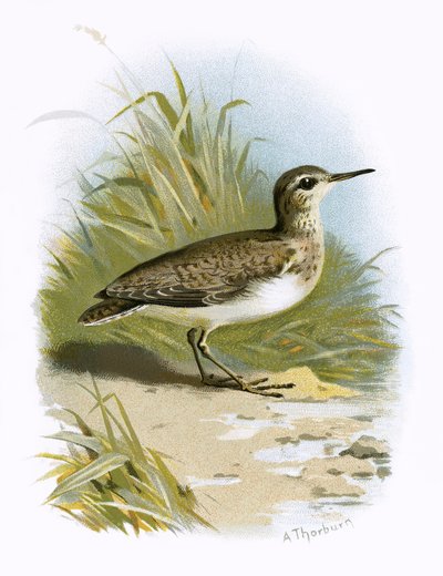 Sandpiper by English School